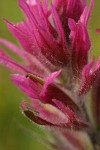 Olympic Indian Paintbrush bracts & blossom detail