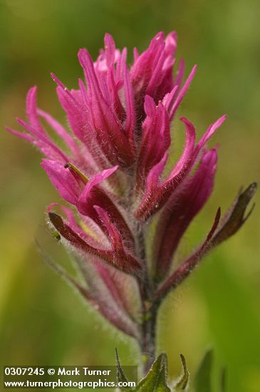 Castilleja parviflora var. olympica