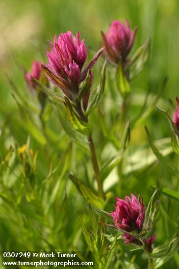 Castilleja parviflora var. olympica