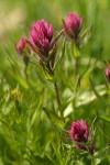 Olympic Indian Paintbrush