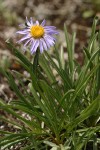 Alpine Aster