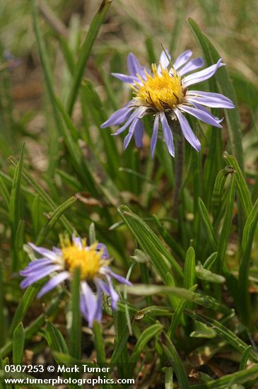 Oreostemma alpigenum var. alpigenum (Aster alpigenus)