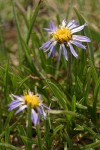 Alpine Aster