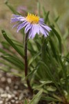 Alpine Aster blossom & foliage low angle