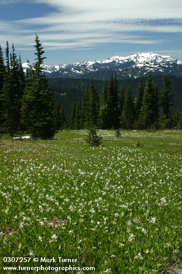 Erythronium montanum