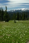Avalanche Lilies in meadow w/ Mt. Olympus bkgnd