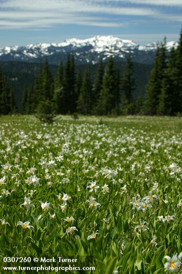 Erythronium montanum