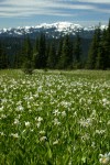 Avalanche Lilies in meadow w/ Mt. Olympus soft bkgnd