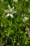 Avalanche Lily