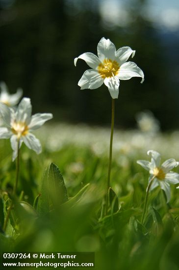 Erythronium montanum