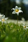 Avalanche Lilies