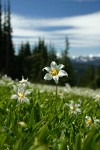 Avalanche Lilies