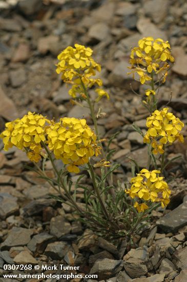 Erysimum capitatum