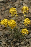 Western Wallflower