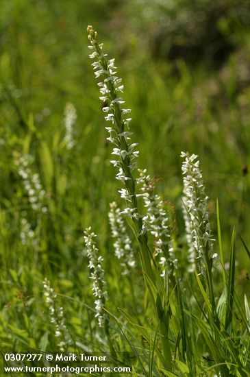 Platanthera dilatata var. dilatata