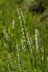 White Bog Orchids