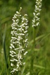 White Bog Orchids