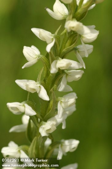 Platanthera dilatata var. dilatata