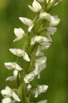 White Bog Orchid blossoms