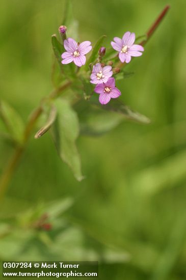 Epilobium glaberrimum