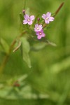 Smoothstem Fireweed