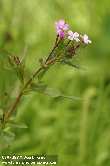 Epilobium glaberrimum