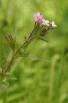 Smoothstem Fireweed