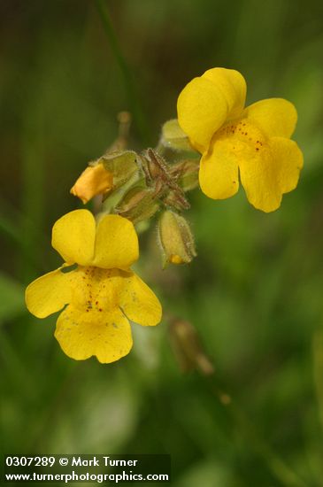 Mimulus guttatus