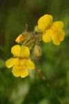 Yellow Monkeyflower blossoms