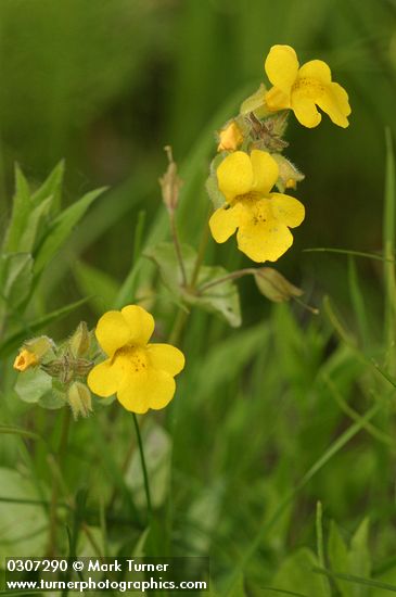 Mimulus guttatus