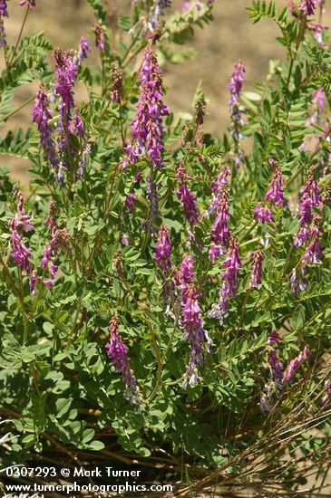 Vicia villosa ssp. varia