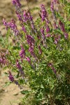 Winter Vetch