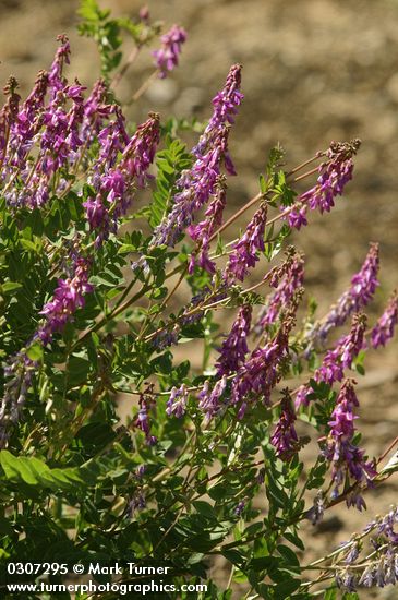 Vicia villosa ssp. varia