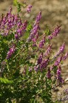 Winter Vetch