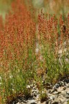 Sheep Sorrel