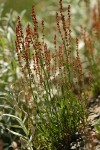 Sheep Sorrel