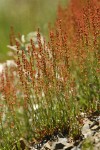 Sheep Sorrel