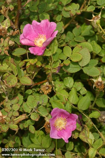 Rosa nutkana