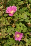 Nootka Rose blossoms & foliage