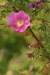 Nootka Rose blossom & foliage
