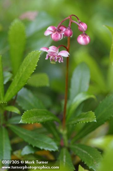 Chimaphila umbellata