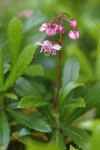 Pipsissewa blossoms & foliage