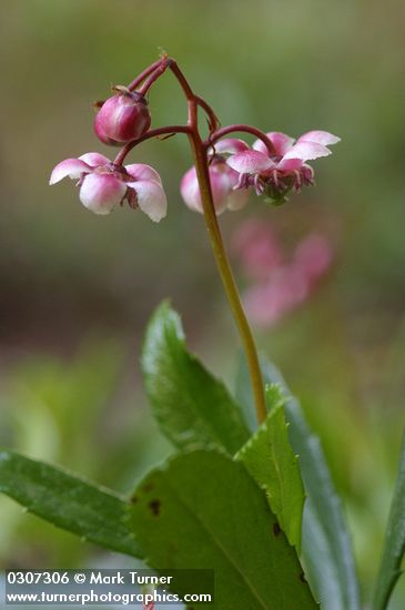 Chimaphila umbellata