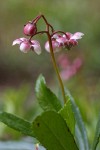 Pipsissewa blossoms & foliage