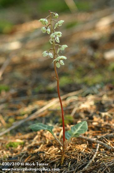 Pyrola picta