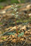 White-veined Pyrola