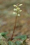 White-veined Pyrola