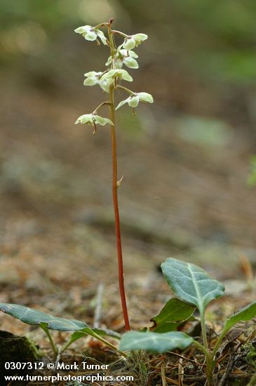 Pyrola picta