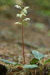 White-veined Pyrola