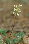 White-veined Pyrola